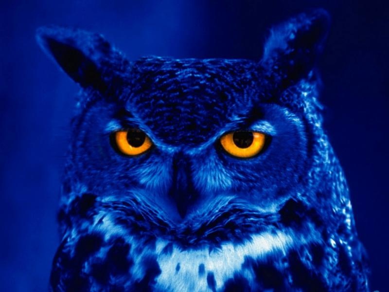 night-owl-jpg.1714572694