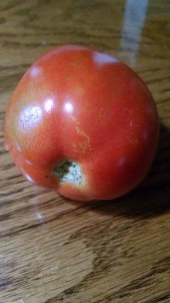 1st tomato of 2018.jpg