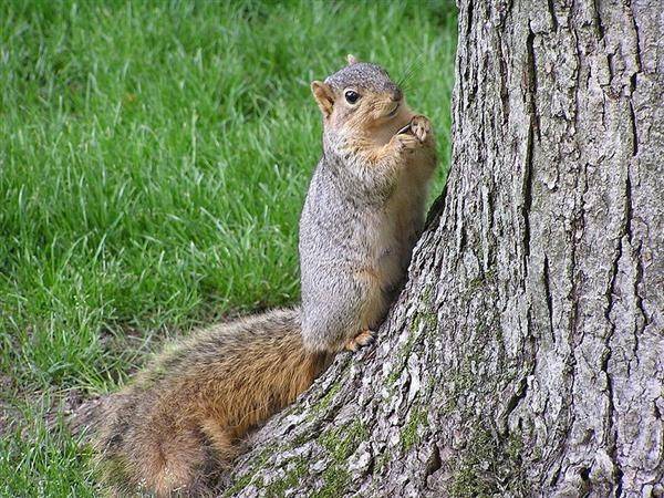 800px-Fox_squirrel_with_sunflowerseed_by_tree_South_Bend_Indiana_USA (Custom).jpg