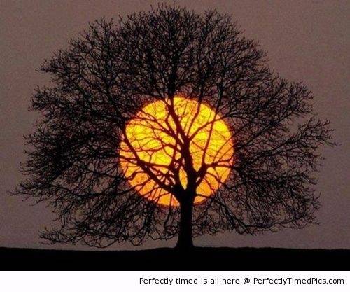 Amazing-sunset-shadowed-with-a-tree-resizecrop--.jpg