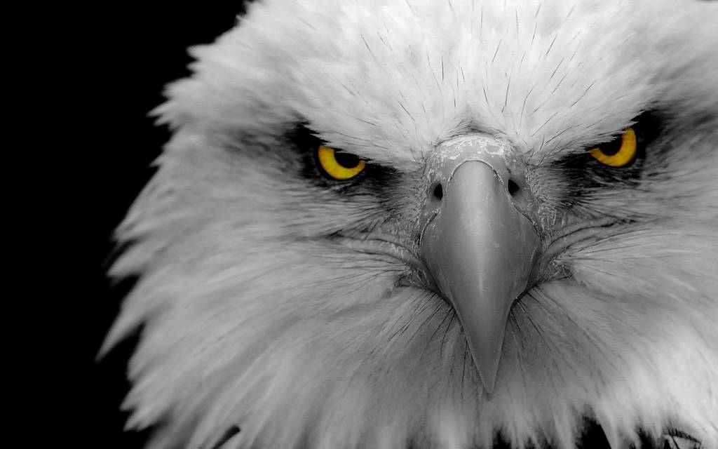 angry-eagles.jpg