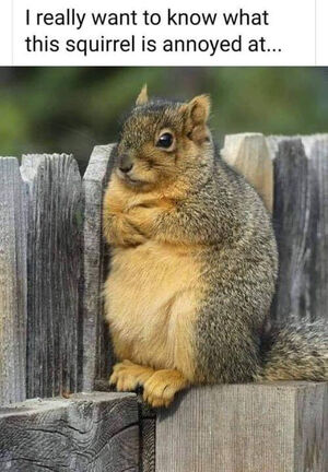 annoyed squirrel.jpeg