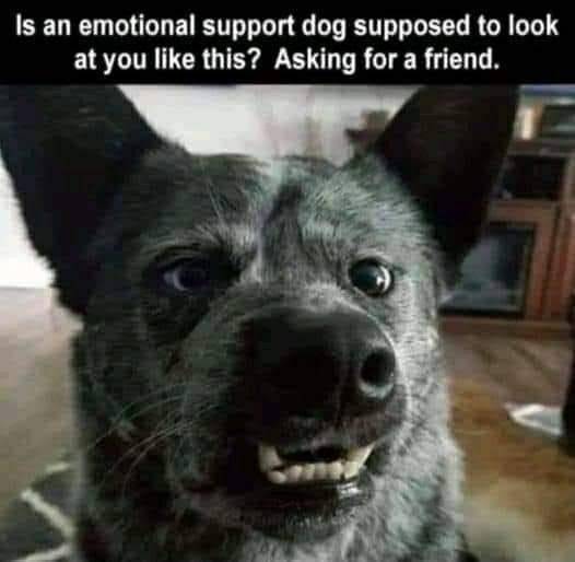 another emotional support dog.jpg