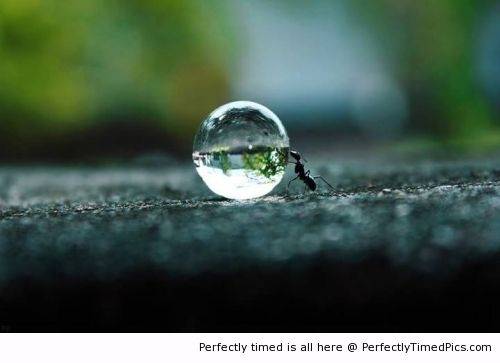 Ant-pushing-a-water-droplet-resizecrop--.jpg