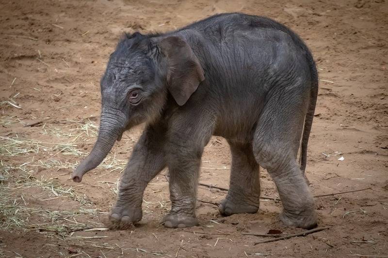 Baby-Elephant-Baby-Pachyderm-Elephant-Young-Animal-4020798.jpg