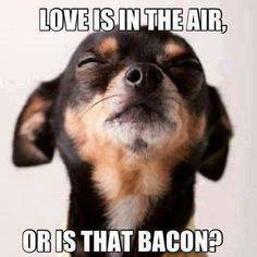 Bacon Love.jpg