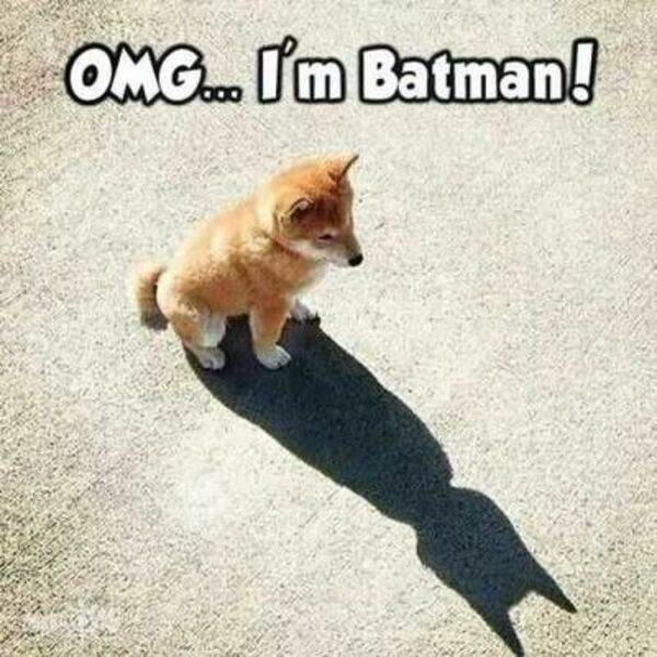 Batman puppy.jpeg