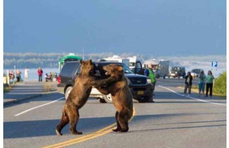 Bear fight.jpg