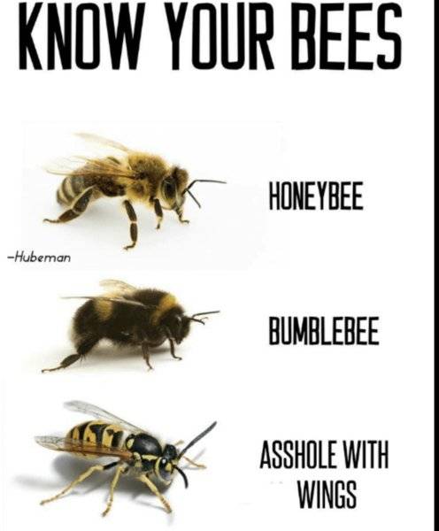 bees  hornets.jpeg