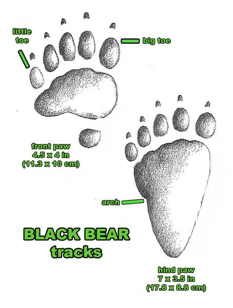 black-bear-tracks-4LEGGERS.com_.jpg