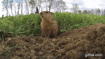 Bowhunting-Groundhogs-on-Video-short.gif