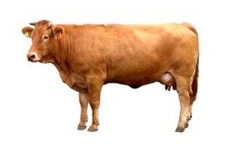 brown-cow-plain-vector_2594460.jpg