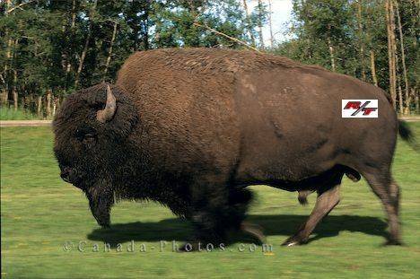 buffalo-bison_304.jpg