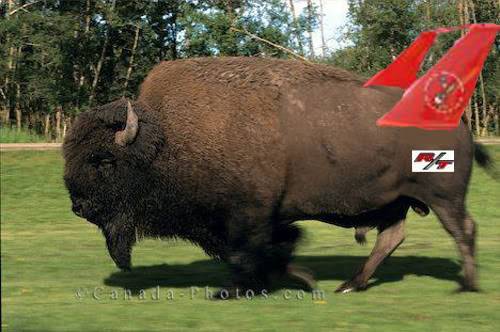 buffalo-bison_304psd.jpg
