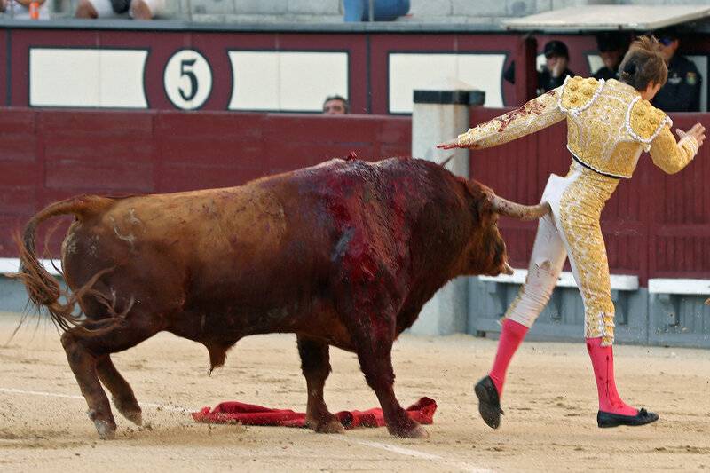 bullfighter butt gored.jpg