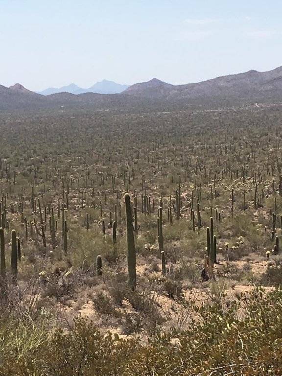Cactus Tucson.jpg