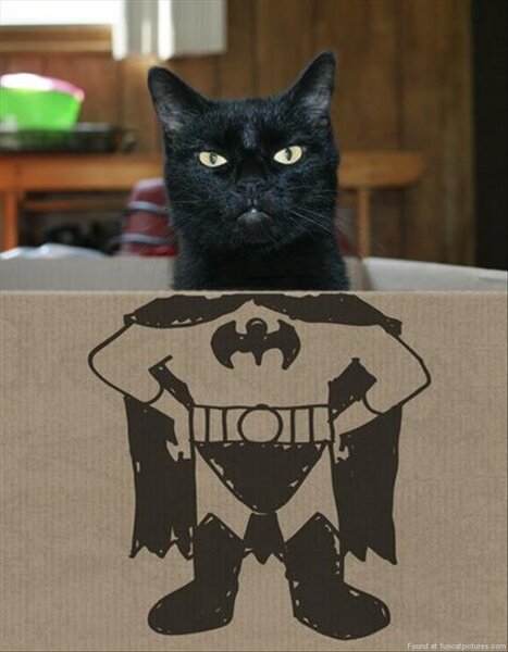 Cat Box 02.jpg