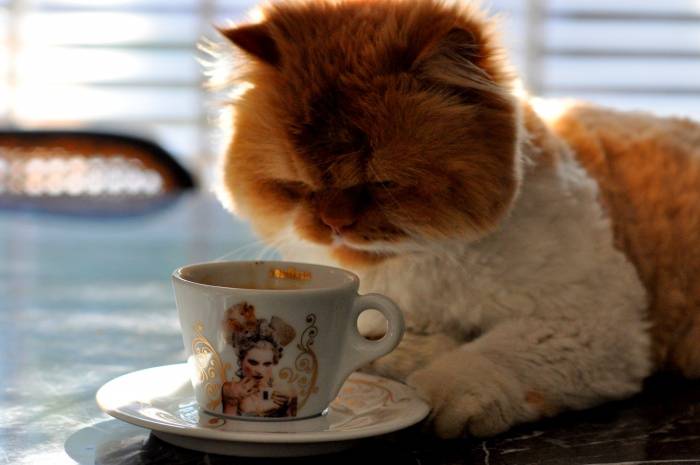 Cat coffee.jpg