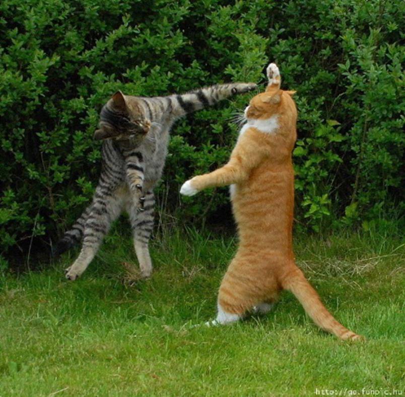 Cat fight.jpg