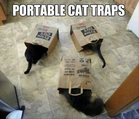 Cat Trap.jpg