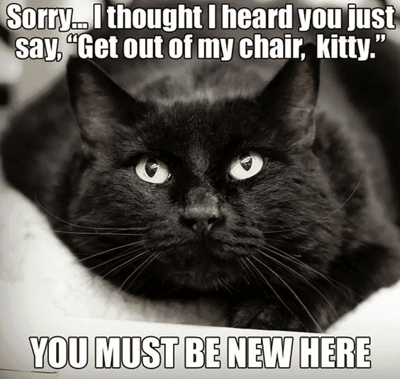 Chair Kitty.png