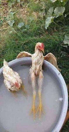 Chicken Hot tub.jpg