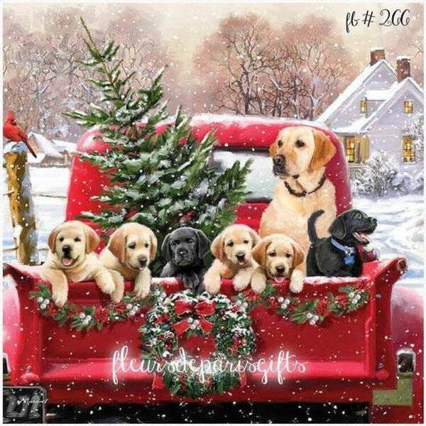 Christmas pups.jpg