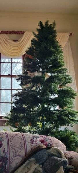 Christmas tree 2021.jpg