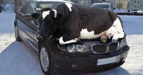 cow-on-warm-car.jpg.600x315_q90_crop-smart.jpg