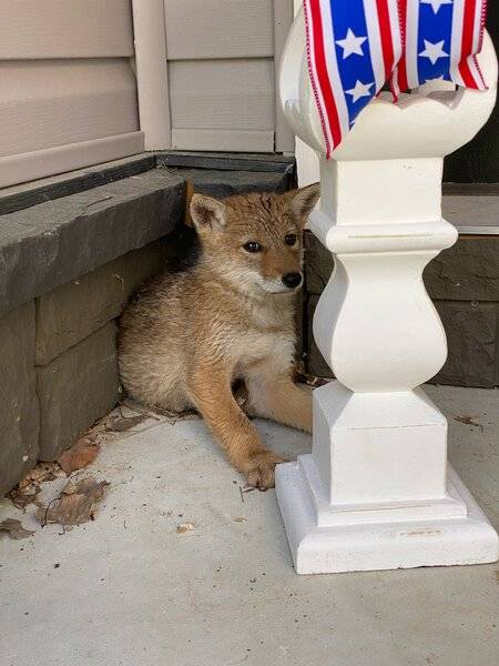 Coyote pup at A-Aron's.jpg