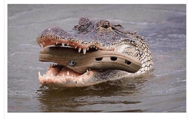 croc.png