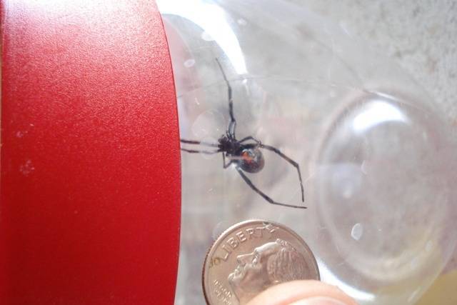 Da Black widow DUSTER 3-14-08 (1) smaller.JPG