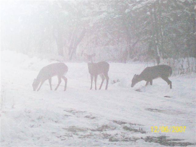 Deer02.jpg
