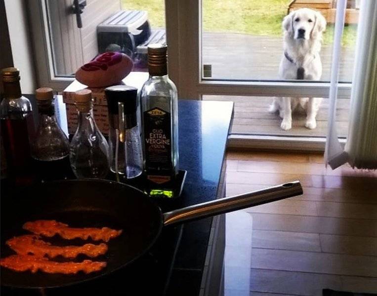 dog bacon-768w.jpg