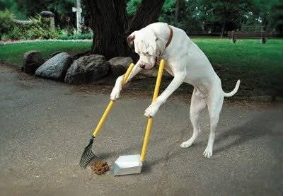 dog-cleanup-****[1].jpg