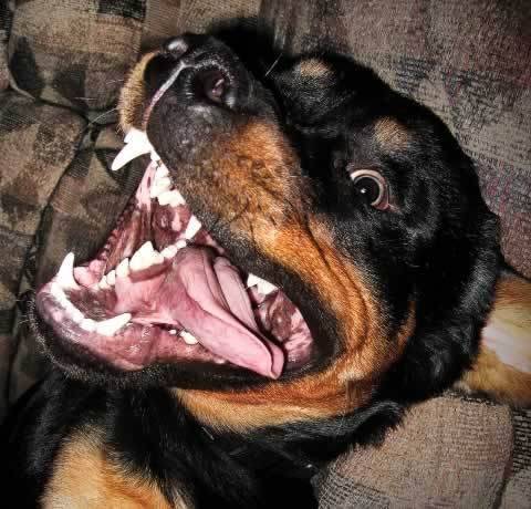 dog-picture-photo-rottweiler-funny-face.jpg