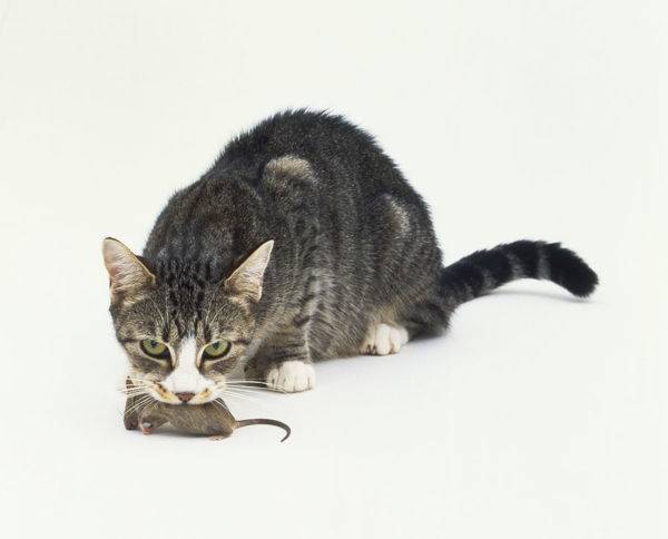 domestic-cat-dead-mouse-mouth-9481747.jpg