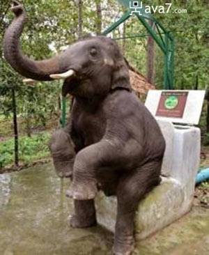 elephant-toilet.jpg