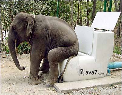 elephant-toilet2.jpg