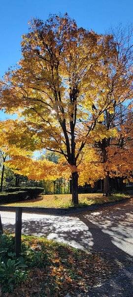 fall display tree.jpg