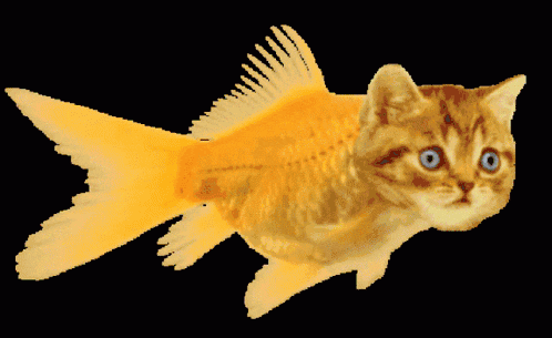 fish-cat.gif