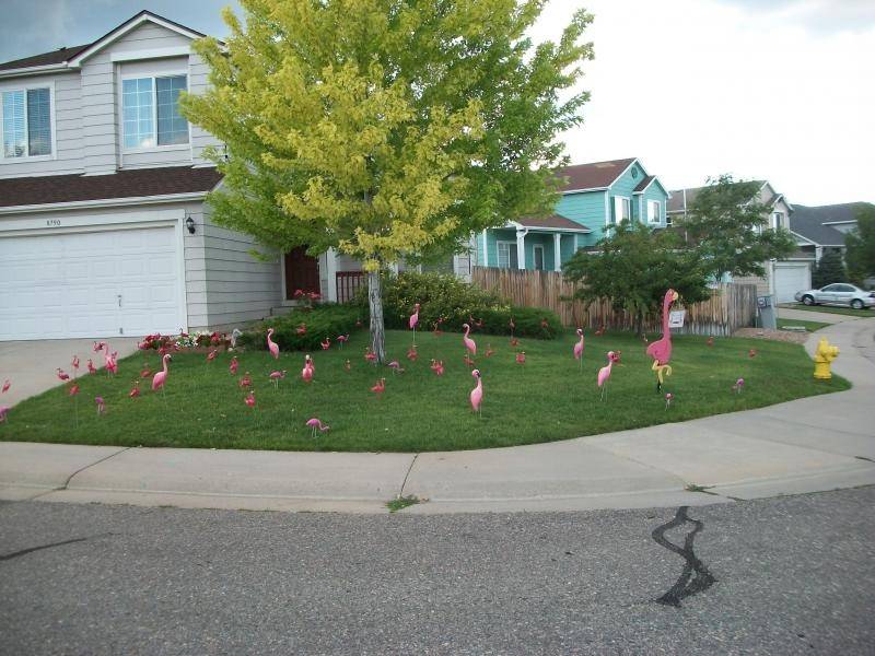 Flamingos 001.jpg