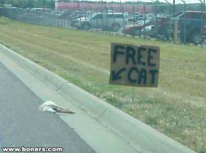 free cat.jpg