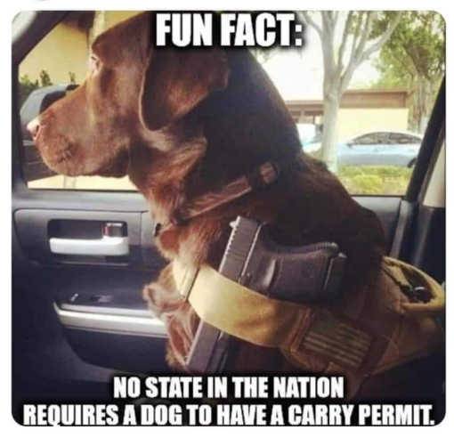 fun-fact-dog-gun-no-state-requires-carry-permit.jpg