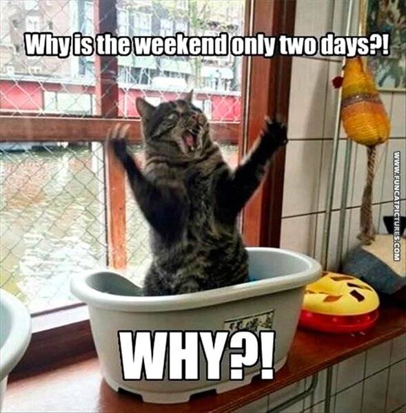 funny-cat-pictures-weekend.jpg