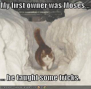 funny-pictures-cat-can-part-snow.jpg
