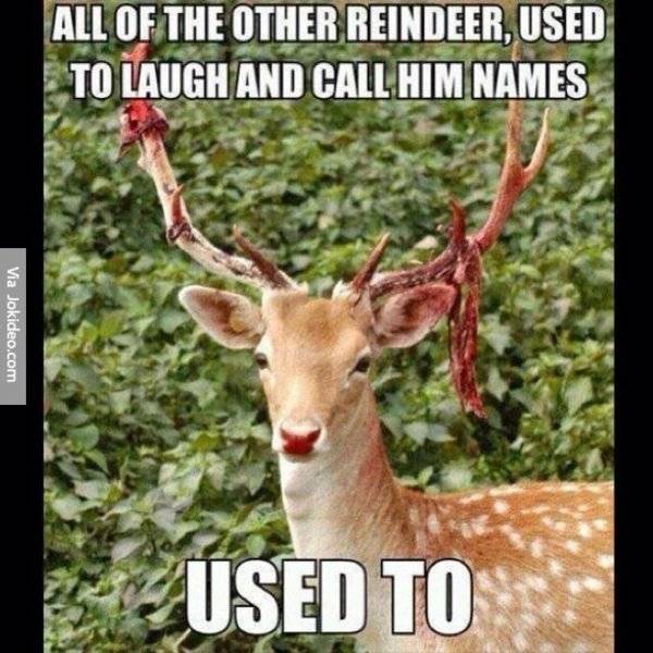 Funny-reindeer-meme.jpg