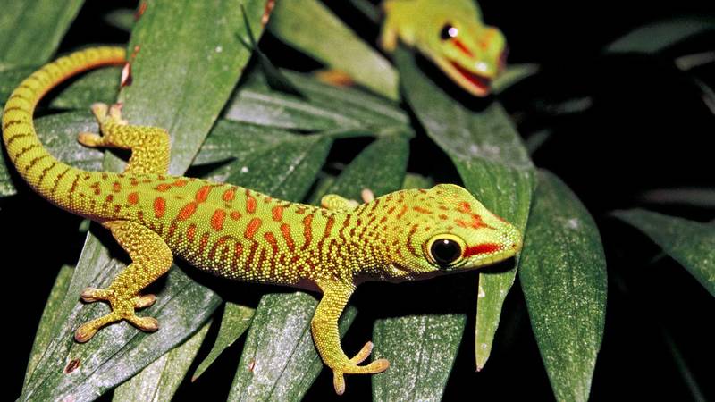 gecko-tree-closeup-colorful.jpg