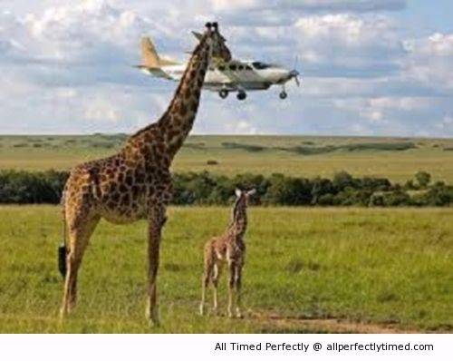 Giraffe-has-a-plane-to-catch.jpg