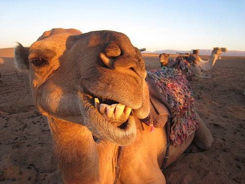 Happy-Camel-6721.jpg